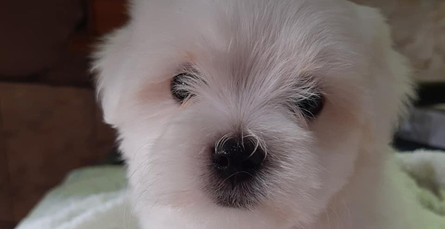 Cachorro maltes em natal RN Cachorro maltes em natal RN