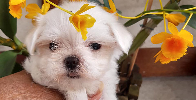 Cachorro maltes em natal RN Cachorro maltes em natal RN