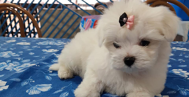Cachorro maltes em natal RN Cachorro maltes em natal RN