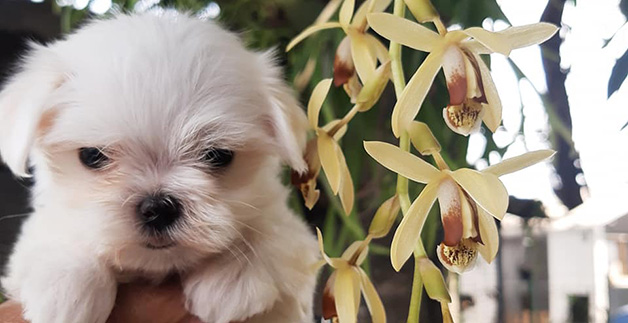 Cachorro maltes em natal RN Cachorro maltes em natal RN