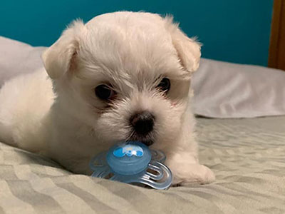 Cachorro maltes 2 meses da Canil Mukaton