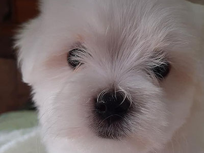 Onde comprar filhote de Maltês em São Paulo e o que considerar sobre o criador da Canil Mukaton